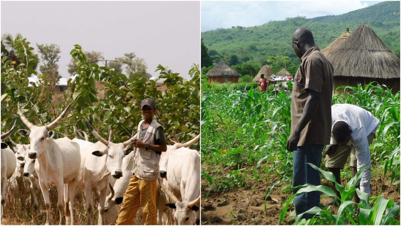 Fulani Herder: Farmers in Oyo raise alarm over attacks