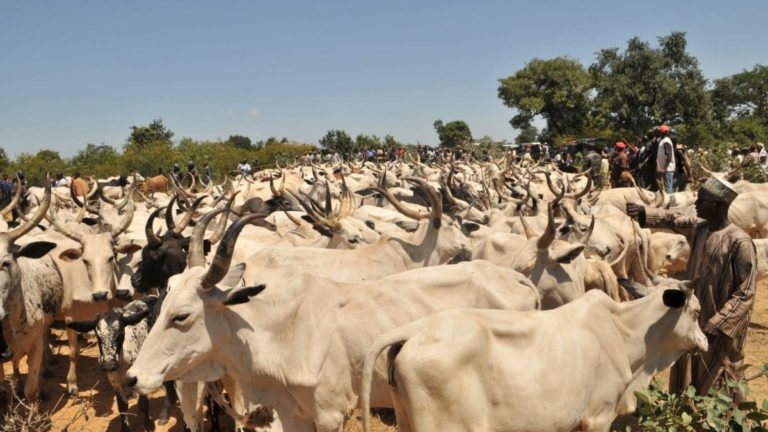 Agro pastoral project to spend N300 million for cattle market upgrade