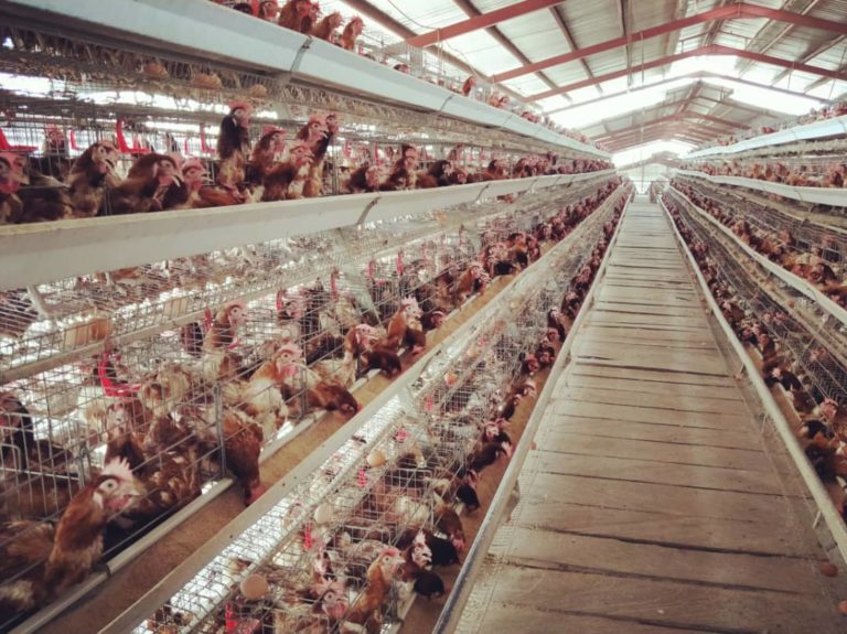 Uniben, Unigold sign MoU to establish 50m per annum poultry facility