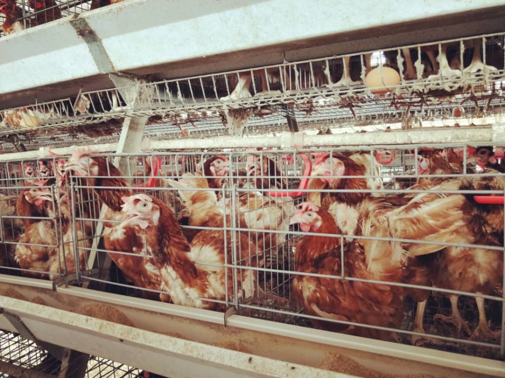 Poultry farmers bleed as Banks deny agribusiness funding 