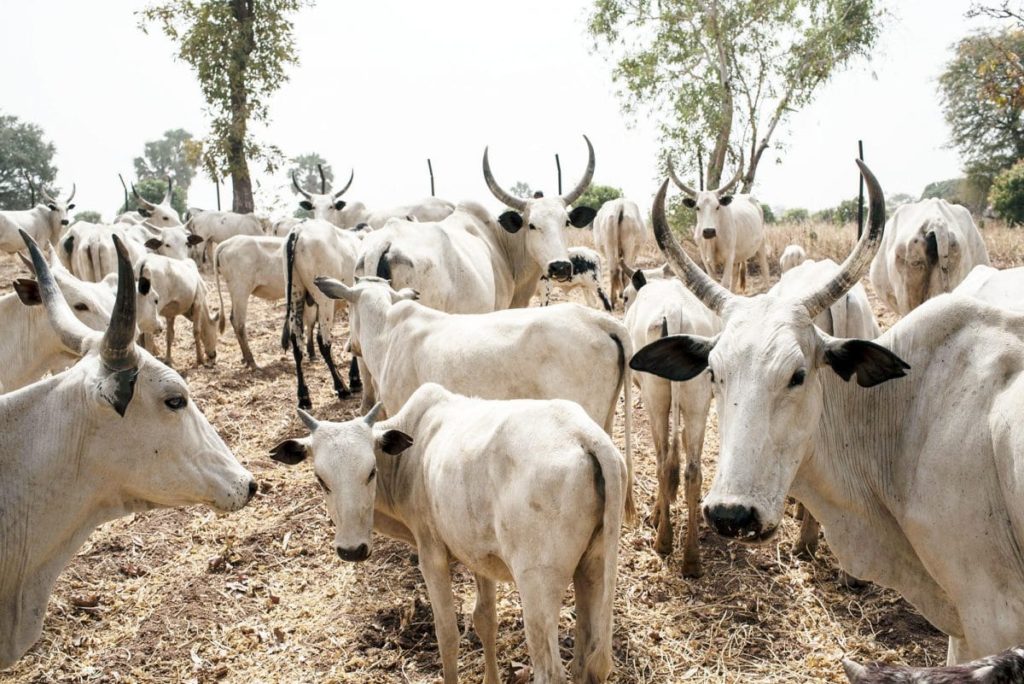 Shocking!! See Latest Price Of Cow In Lagos