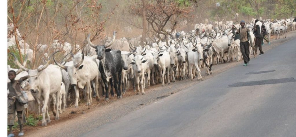 Herdsmen abandon cows as residents chase them from Ondo community