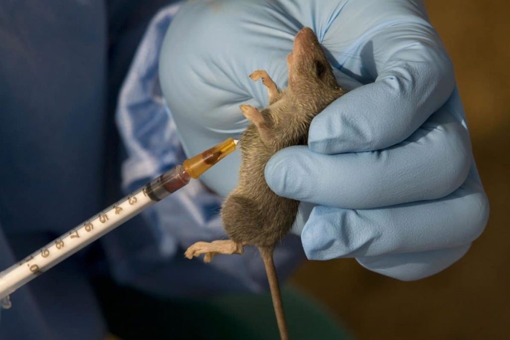 Four suspected cases of Lassa fever discovered in Cross River