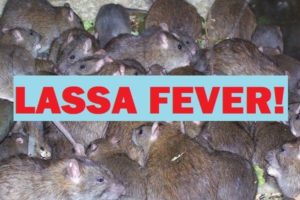 Image result for Bayelsa State records suspected case of Lassa Fever
