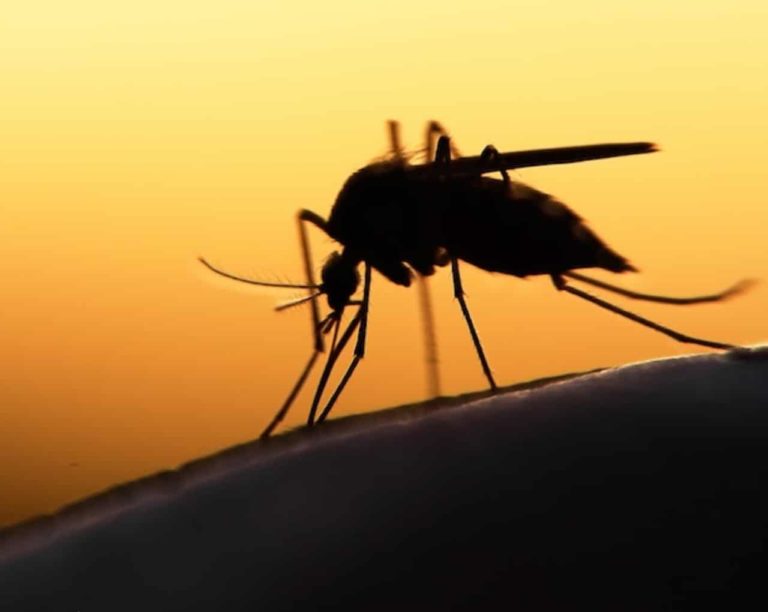 Malaria costs Nigerians N300bn annually, companies making trillions – Expert reveals