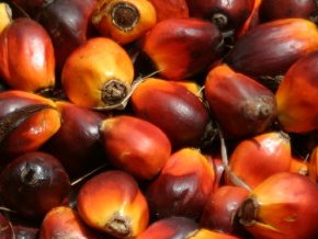 Image result for banga-fresh-palm-fruit-extracts