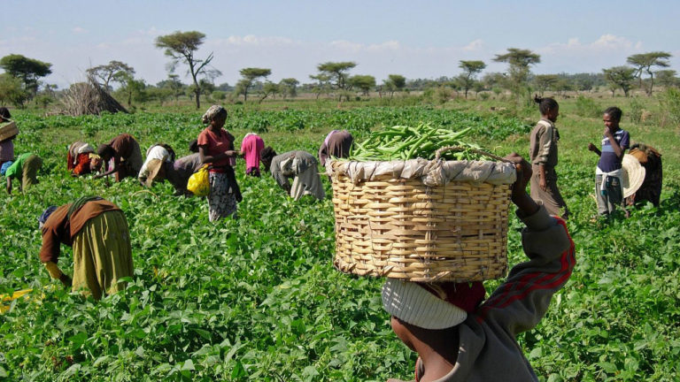 60,000 Nigerians to benefit from APPEALS agricultural project –official