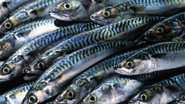 Nigeria lose N400bn yearly on fr fish imports—Lawmaker