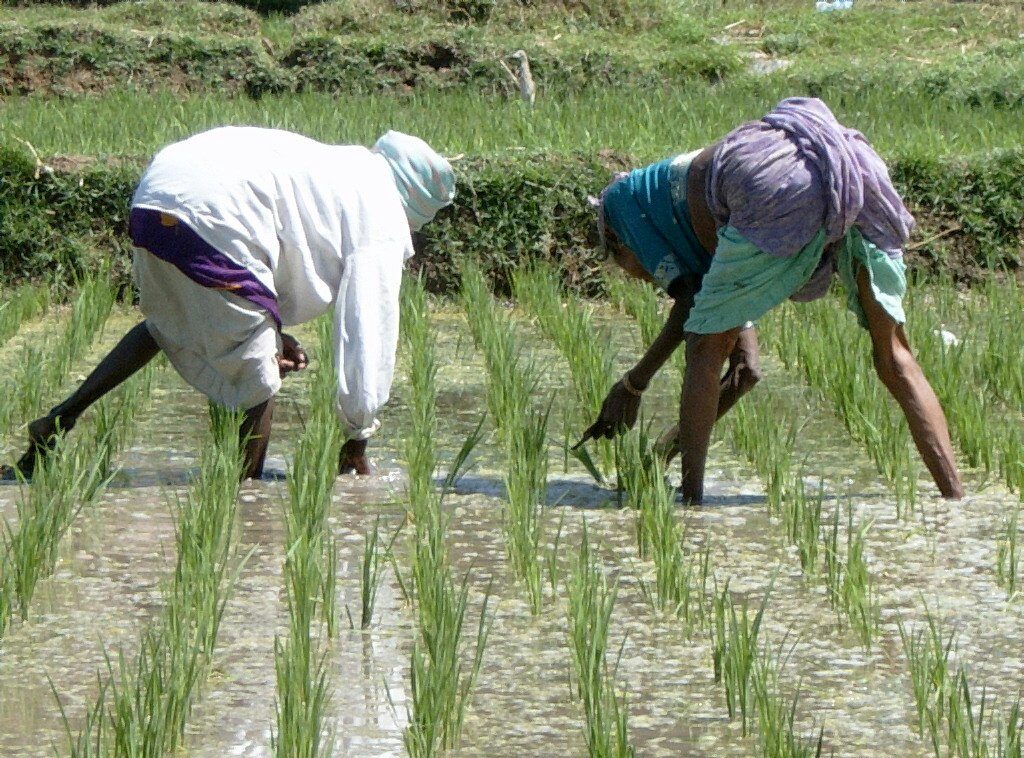 Rice farmers seek more earth dams to boost irrigation