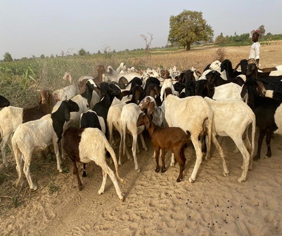 Recovered rustled cows