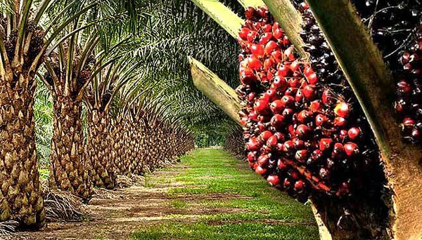Oil palm leverage to grow Nigeria's economy, NGO tasks states