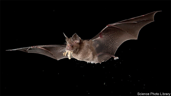 BUSTED: Coronavirus came through bats in China, not Lab – WHO