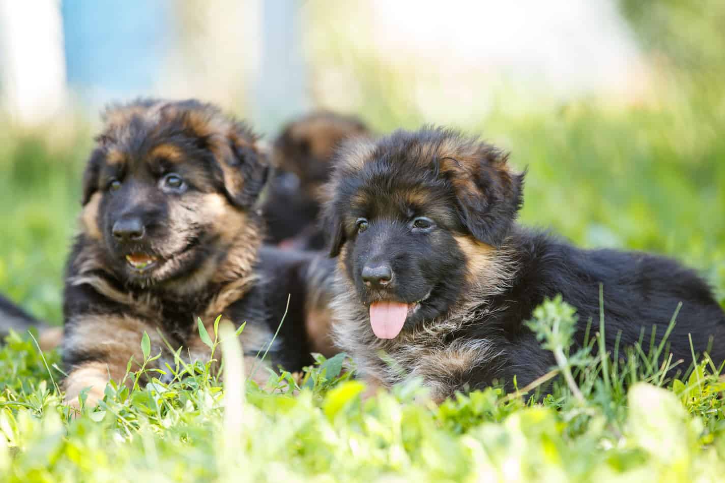 Germans spent $5bn on their pets in 2019