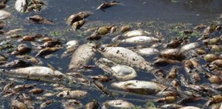 We're not responsible for floating dead fishes on Atlantic Coastline - Shell