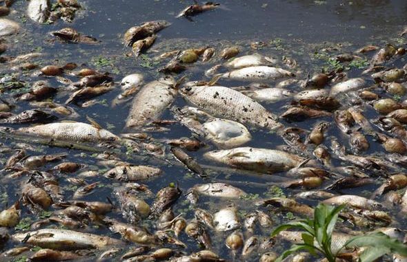 We're not responsible for floating dead fishes on Niger-Delta coastline - Shell