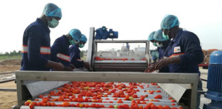 Nigerians cries out as prices of tomato skyrockets