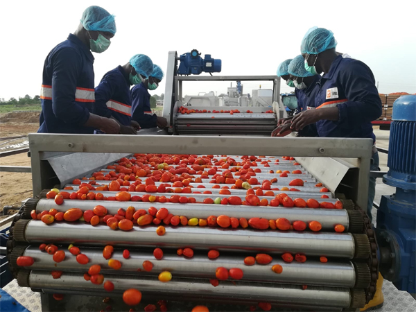 Nigerians cries out as prices of tomato skyrockets