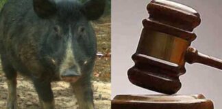 Court arraigned 22-year-old Man for alleged sex with pig in Ibadan