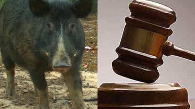 Court arraigned 22-year-old Man for alleged sex with pig in Ibadan