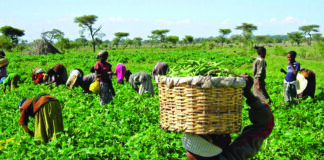 Bank offers Enugu farmers 2% interest loan