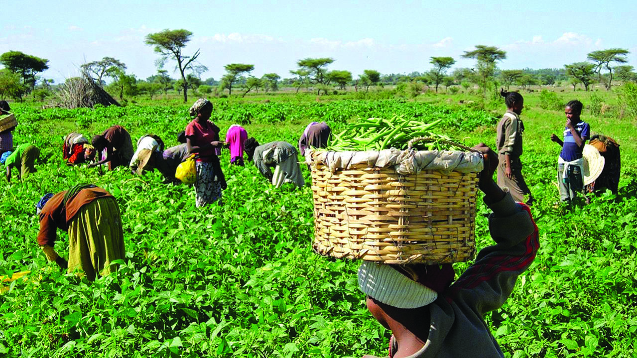 2,743 farmers to be empowered under 2020 agric programme by LASG