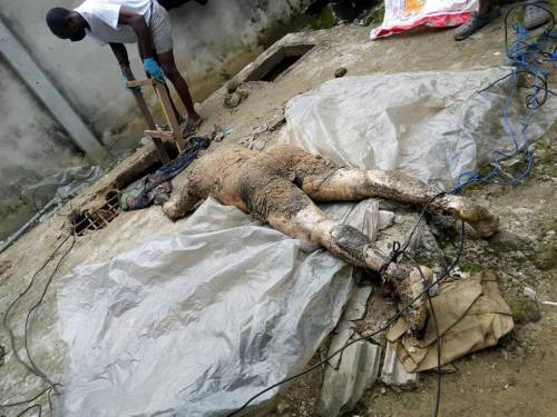 Police uncovers septic tank filled with 20 corpses in Rivers State