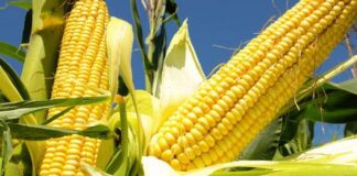 Breaking: CBN adds Maize importation to list of 41 banned items