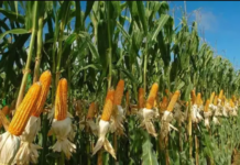 CBN facilitates release of 50,000 MT of maize to 12 Coys