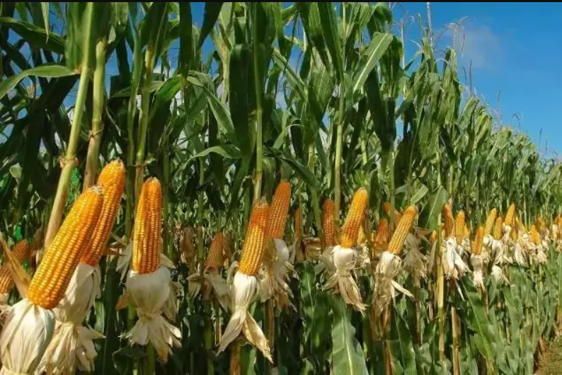 IAR, AATF to unveil new drought resistance maize variety by 2022