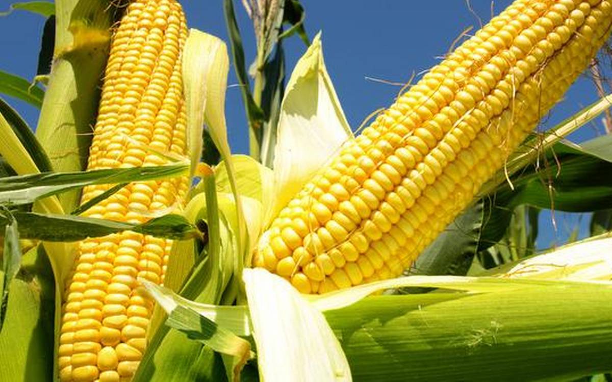 Breaking: CBN adds Maize importation to list of 41 banned items