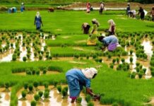 ABP: NIRSAL aids structuring of FCT farmers into 16 Agro Geo-Cooperatives