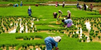 ABP: NIRSAL aids structuring of FCT farmers into 16 Agro Geo-Cooperatives