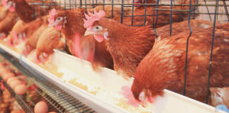 '10% of Nigerians in poultry business to lose jobs in 2021'