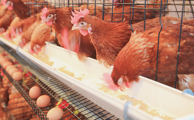 Research: Don recommends poultry egg-shells as hydroxyapatite for biomedical applications