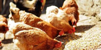 Poultry equipment: PAN calls for synergy between FG, stakeholders