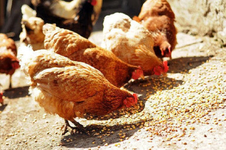 Poultry equipment: PAN calls for synergy between FG, stakeholders