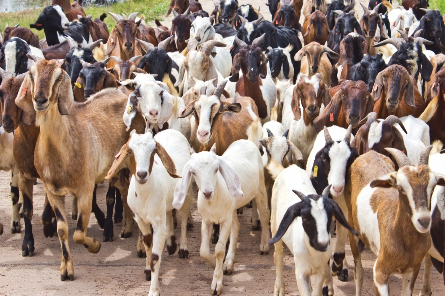 Eid-el-Kabir: Zamfara Govt. distributes over 5,000 rams, 993 cows