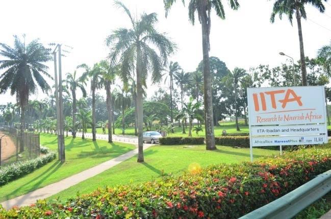 IITA impact on Nigeria's casava seed sector commendable - FG