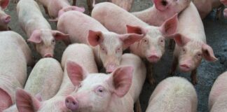 Swine fever outbreak in Nigeria persist as Pig farmers count losses