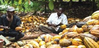 Cocoa trade near 52-week at $2,603 per metric ton