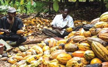 'Cocoa farmers only earn about 6% of the chocolate industry’s total revenues'