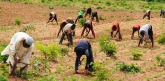 600 farmers to benefit from FG’s potato value chain programme in Niger