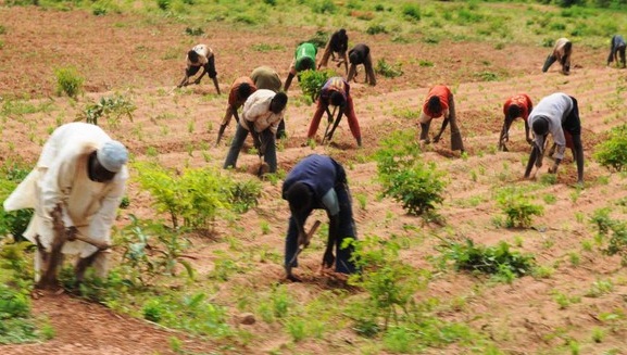 Unizik, NCF to plant 20,000 trees in Anambra