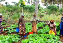 Women Farmers: Utilising sustainable practices to enhance productivity of smallholder