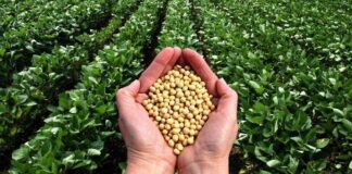 Beans Export: Agric Quarantine, CAN move to control pesticides application