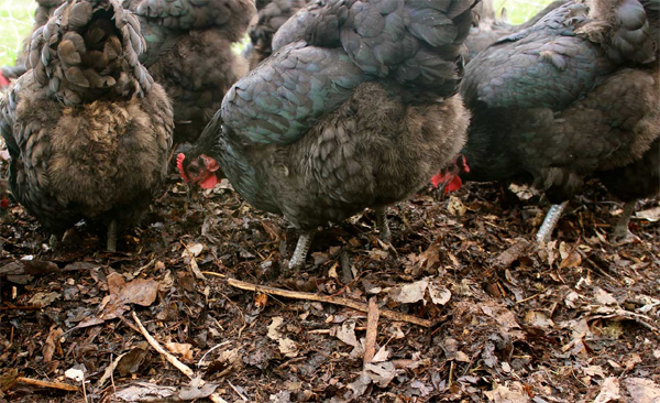 Farmer laments over difficulties in disposal of poultry waste in Lagos