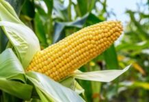 IITA, GIAE partners to boost maize, cassava production in 4 states – Official