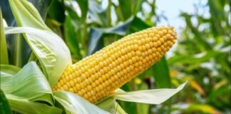 IITA, GIAE partners to boost maize, cassava production in 4 states – Official
