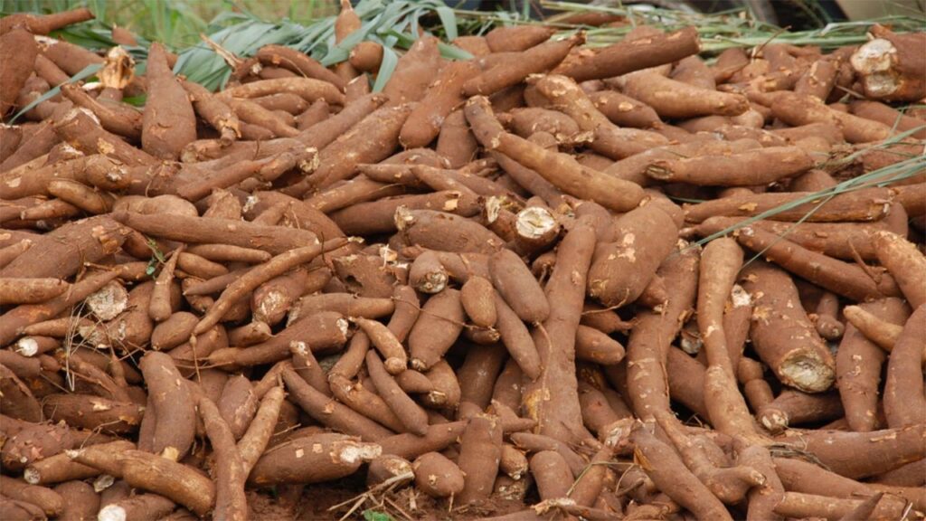 IITA signs MoU with Nigerian farmers to transform cassava sector