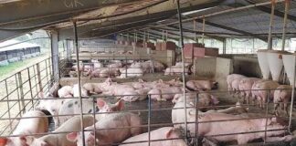 Pork Meat: Farmer seeks FG, others support to meet national demand